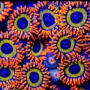 Fruit Loops Zoa Frag