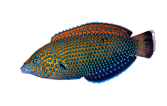 Blue Spotted Wrasse
