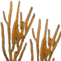 Orange Spiney Photosynthetic Gorg - Easy to keep