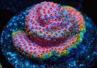 WWC Skittle Bomb Cyphastrea Frag