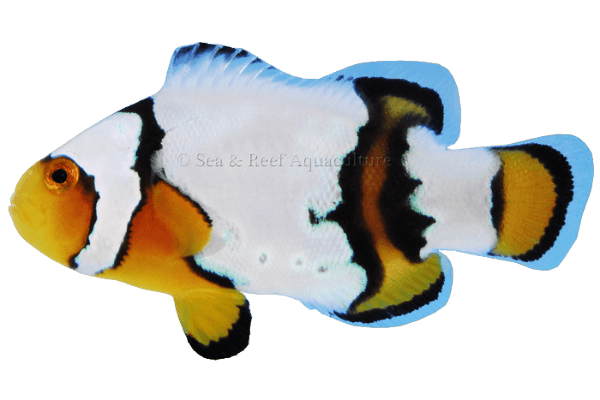Snow Onyx Clown