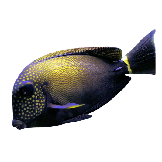 Freckled Tang ML