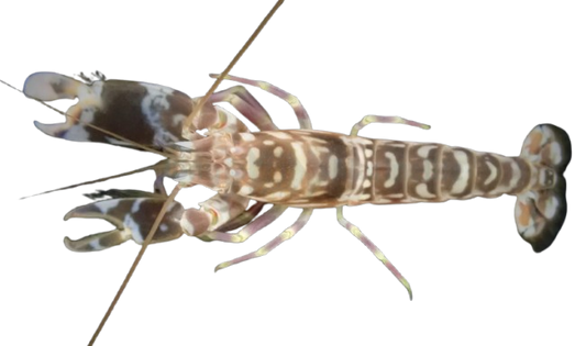 Tiger Pistol Shrimp XL