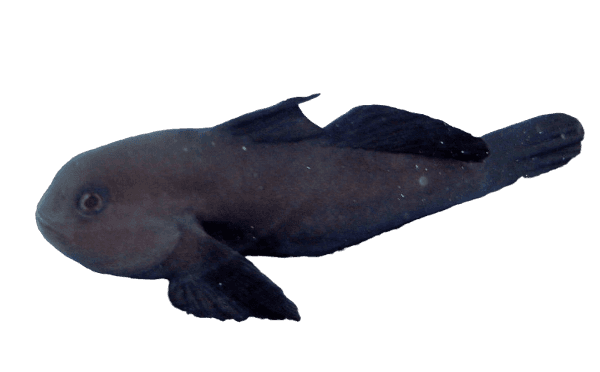 Black Clown Goby