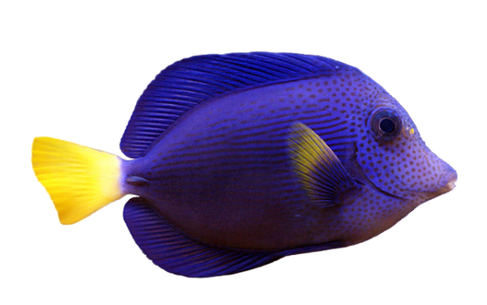 Purple Tang ML