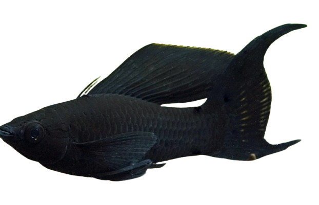 Saltwater Mollies