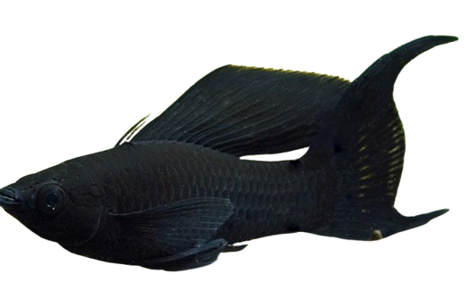 Saltwater Mollies