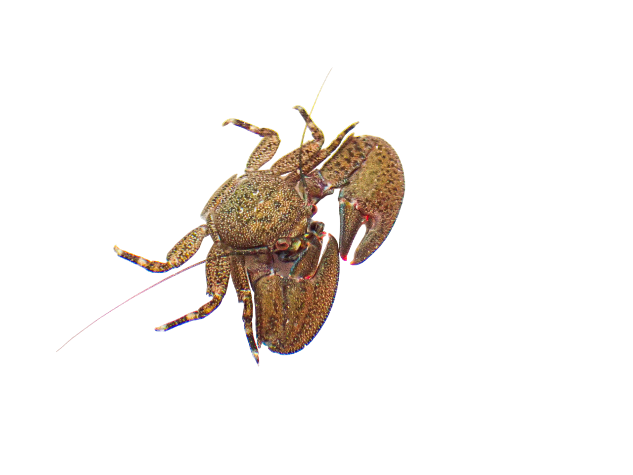 Assorted Porcelain Crabs