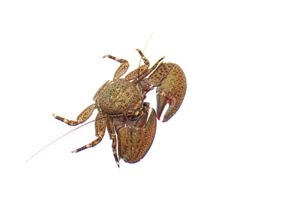 Assorted Porcelain Crabs