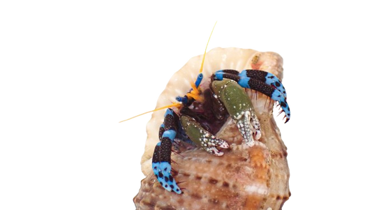 Electric Blue Knuckle Hermit Crab SHOW