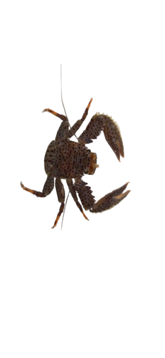 Assorted Porcelain Crabs