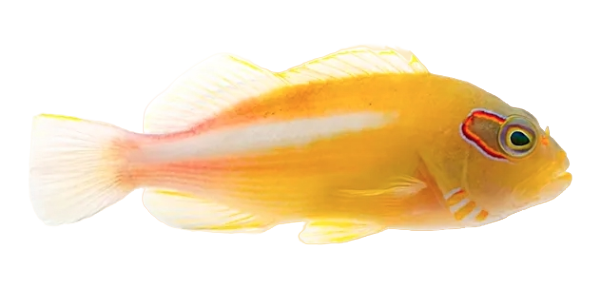 Arc-eye Hawkfish M