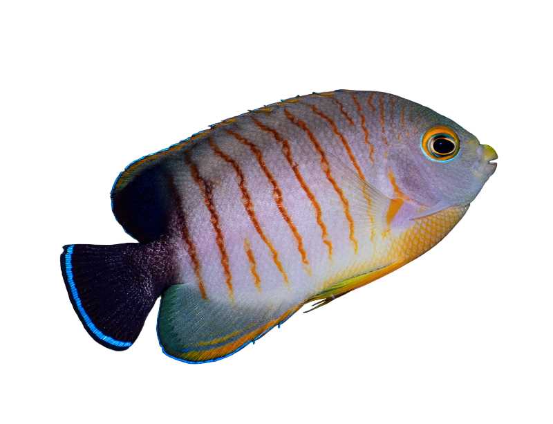 Eibli Angel S