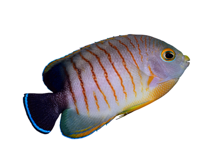 Eibli Angel S