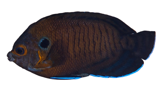 Blue Fin Angel ML