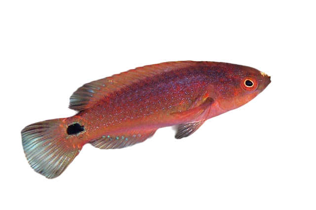 Exquisite Wrasse Female