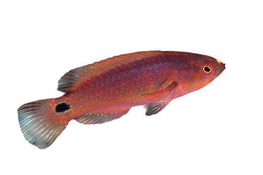 Exquisite Wrasse Female