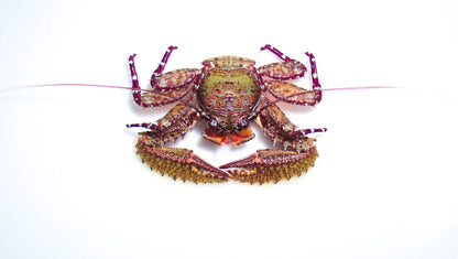 Assorted Porcelain Crabs