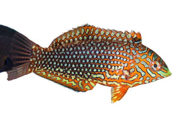 Ornate Leopard Wrasse