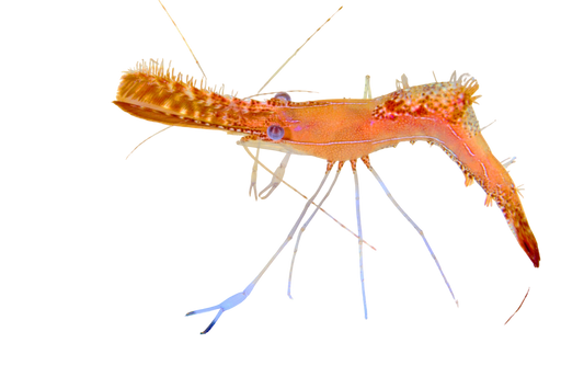 Donald Duck Shrimp