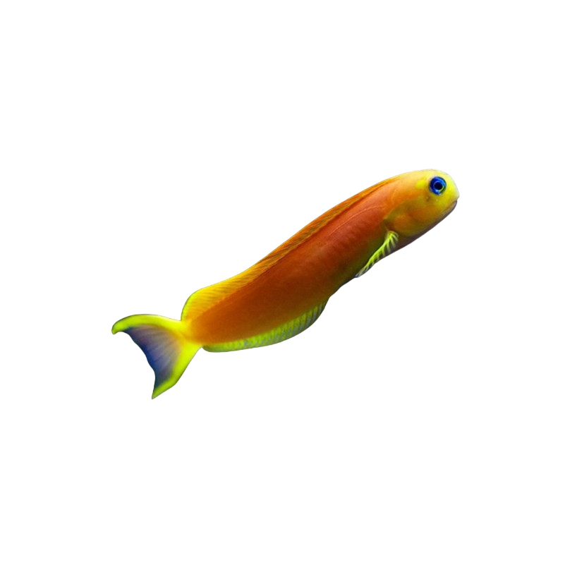 Yellow Midas Blenny S