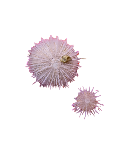 Nano Pink Collector Urchin