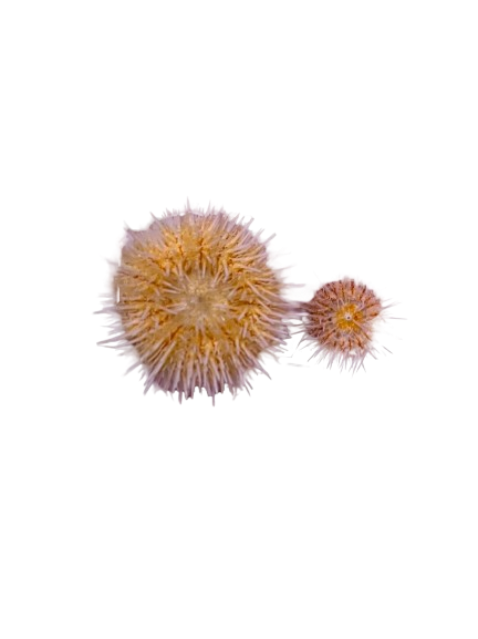 Nano Pink Collector Urchin