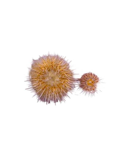 Nano Pink Collector Urchin