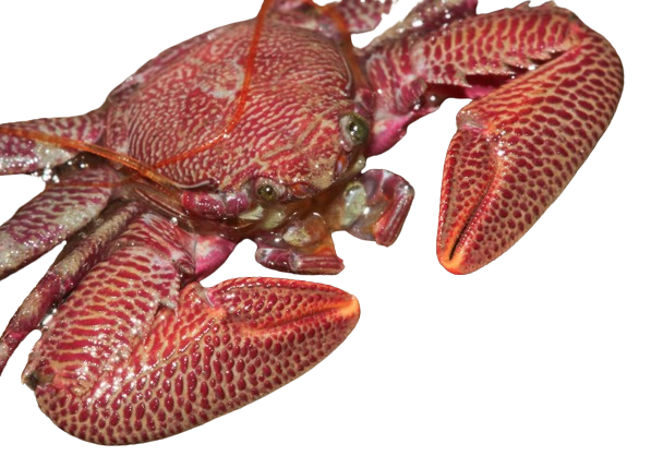 Assorted Porcelain Crabs