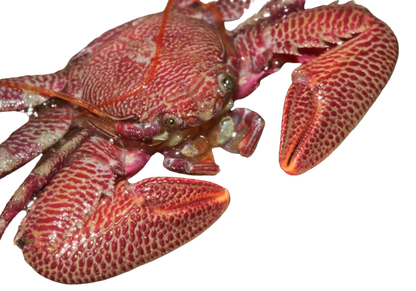Assorted Porcelain Crabs