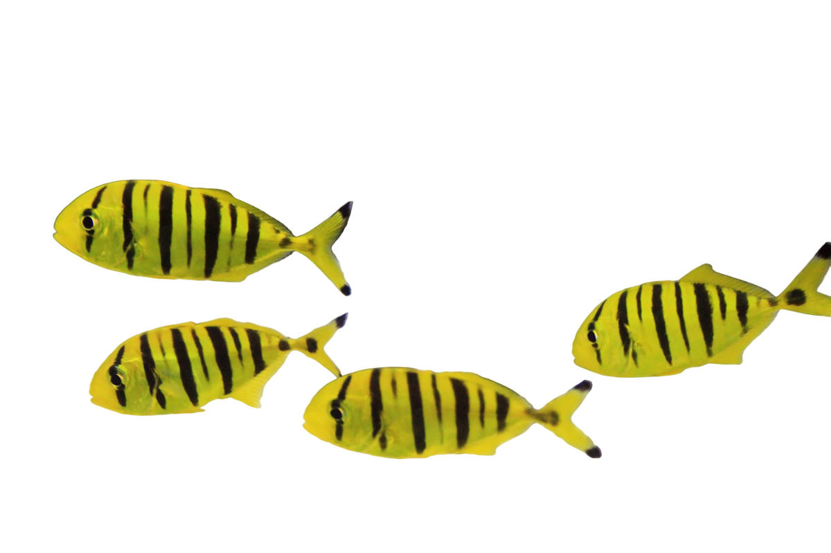 Golden Trevally