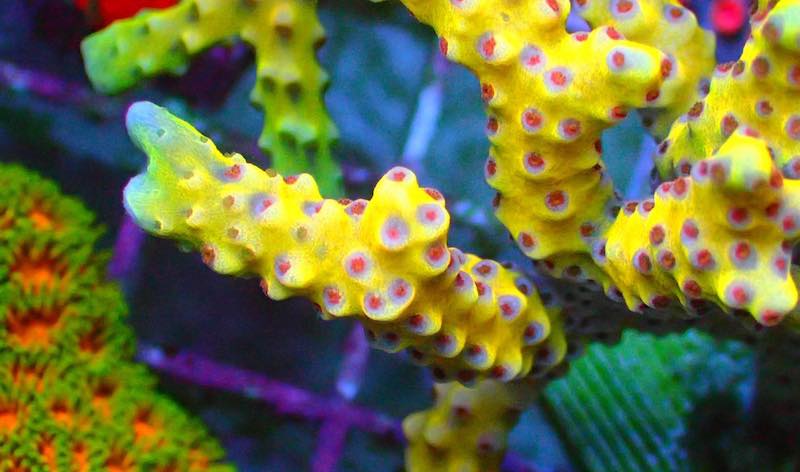 RW Golden Rod Anacropora