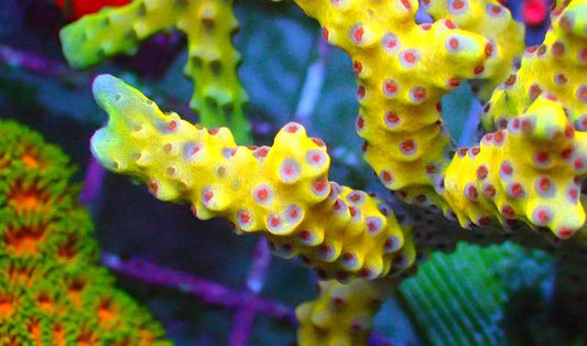 RW Golden Rod Anacropora