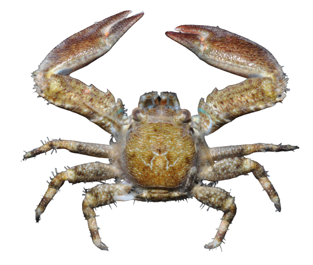 Assorted Porcelain Crabs
