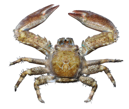 Assorted Porcelain Crabs
