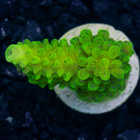 Green Slimer Frag