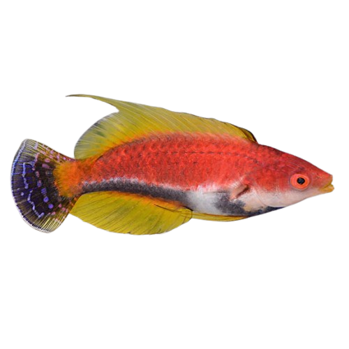 Yellow Filament Fairy Wrasse Male