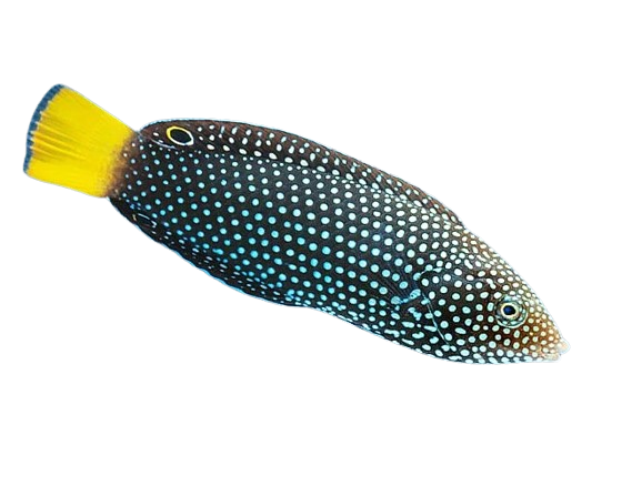 Black Marble Wrasse