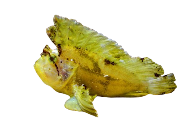 Leaf Fish Yellow