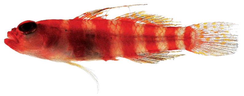 Red Striped Goby