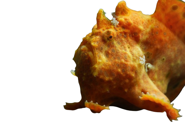 Warty Frogfish - Red M