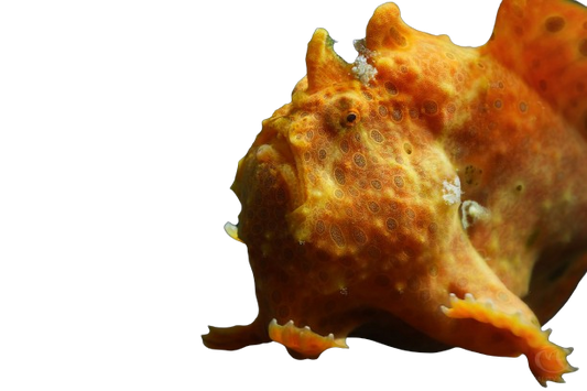 Warty Frogfish - Red M