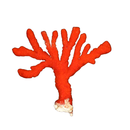 Red Tree Sponge