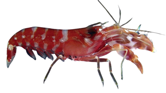 Tricolor Snapping Shrimp