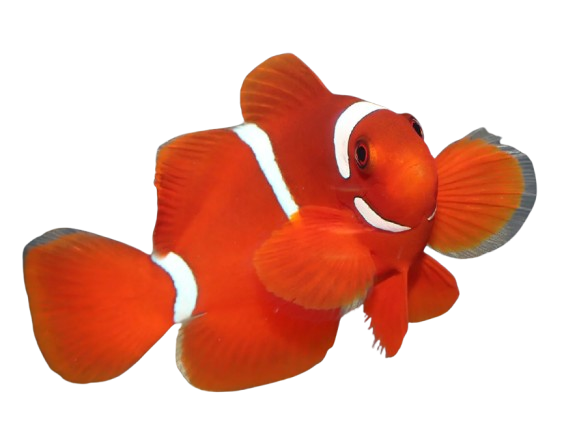 Maroon Clownfish SM