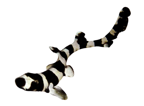 Banded Cat Shark M