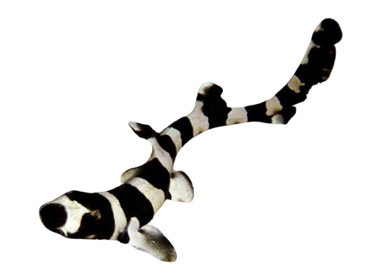 Banded Cat Shark M