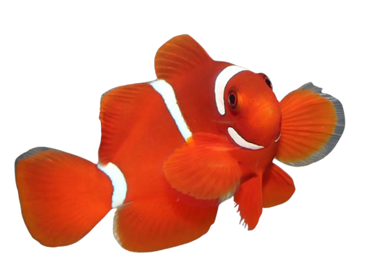 Maroon Clownfish ML