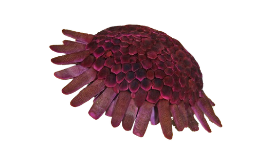 Helmet Urchin