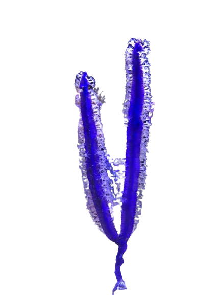 Purple Lace Sea Whip Non-Photosynthetic Gorg - Requires feeding